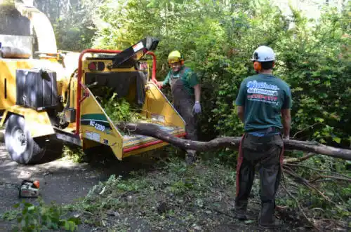 tree services Palm Beach Shores